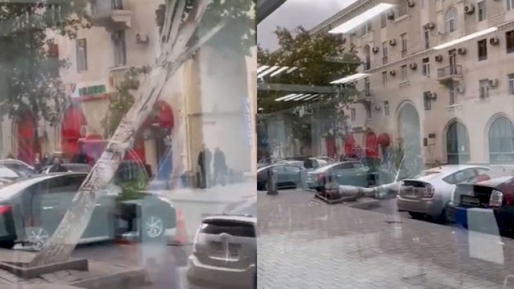 Sürücünün cəld reaksiyası avtomobili ağacın altında qalmaqdan xilas etdi - Video