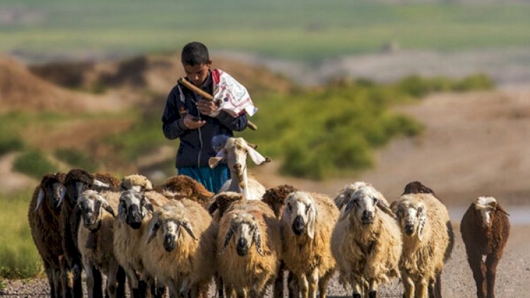 Ermənistanda iranlı çobanlar üçün vakansiya: "Quzu" hekayəti