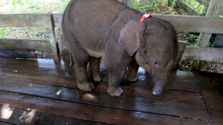 1 yaşlı Sumatra filini xilas etmək mümükün olmadı