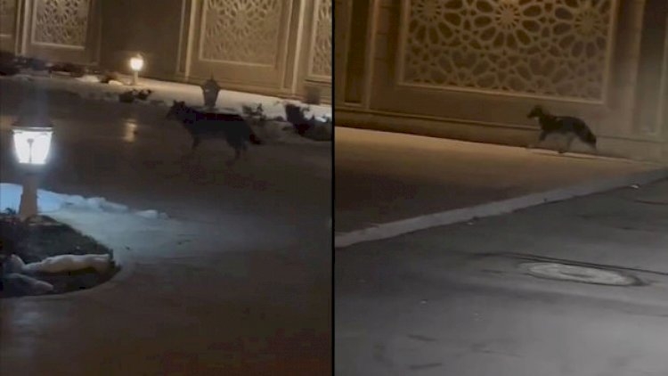 Naxçıvan şəhər mərkəzində canavarlar görüntüləndi - Video